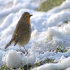 Small bird in Lampton park