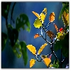 Reddish yello leaves in a jungle