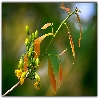 yellow orange and greenish leaves with painting like background 