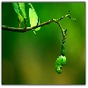 Single cashew nut not ripened hanging in the tree