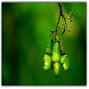 Three cashew nuts on a tree