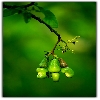 Three cashew nuts on a tree vertically composed