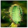 Cactus in a jungle
