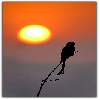 Silhoutte of Black drongo