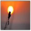 Silhoutte of Black drongo bird during Sun Rise