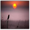 Drongo bird on a perch during Sun rise