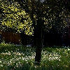 Hampton garden