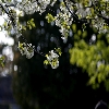 Hampton garden