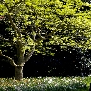 Hampton garden