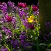 Hampton garden