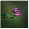 Jungle flower in a low light condition