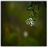 White flower in a jungle