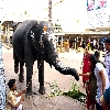 Elephant at Kanchipuram Kamakshi temple