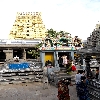 Famous Mango tree within the  complex of Ekambareswar temple