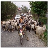 Goats at Himalayas