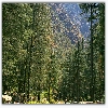 Pine trees near rappelling area of YHAI Sarpass trek