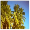 Coconut tree at beach area