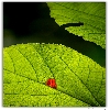 Leaves having red spot on a tree