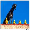 Dog standing