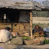 Sundarban