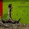 Sundarban