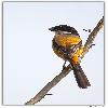 Tri color long tail shrike