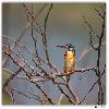Bird at Purbasthali