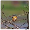 Bird at Purbasthali