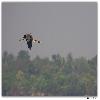 Purple Heron