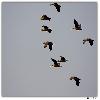 Bird at Purbasthali