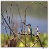 Bird at Purbasthali