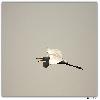 Bird at Purbasthali