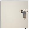 Bird at Purbasthali