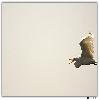 Bird at Purbasthali