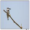 Pied King Fisher