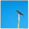 Wagtail