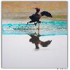 Little cormorant