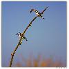Two pied King fisher