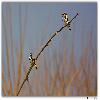 Pied King fisher eating fish