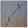 Pied king fishers