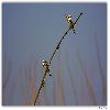 King fishers in Purbasthali