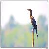 Little cormorant at Purbashali