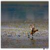 Duck walking on the water