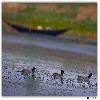 Three ducks in a row
