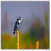 Pied king fisher looking curiously