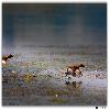 Ducks on water at Purbasthali