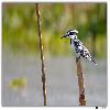 Pied KF