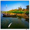 Dead fish in the lake at Purbasthali
