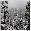 Snow covered trees in north Sikkim