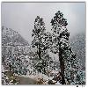 Tree covered with snow in Yumthang valley in north Sikkim